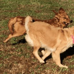 Anatolian Shepherd Dogs and Golden Retrievers from Golden Branches Retrievers