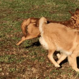 Anatolian Shepherd Dogs and Golden Retrievers from Golden Branches Retrievers