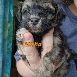 Havanese Puppies from Hoku Havanese