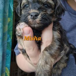 Havanese Puppies from Hoku Havanese