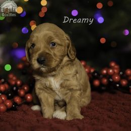 Light Blue Collar - Apricot male Australian Labradoodle puppy in Cashmere, Washington from Mountain Home Doodles