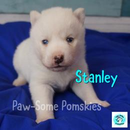 Stanley - White male Pomsky puppy in Krum, Texas from Paw-Some Pomskies