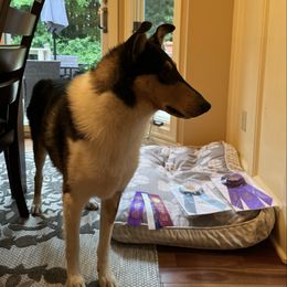 Clyde - Black white and tan male Collie puppy in Allendale, Michigan from River-Valley Collies