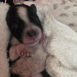 Cinnamon - Parti female Miniature Schnauzer puppy in Sacramento, California from T & A Cali Schnauzer