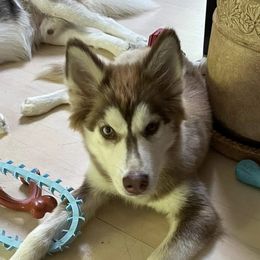 Siberian Huskies from Snow Drift Kennels