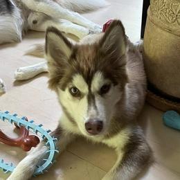 Siberian Huskies from Snow Drift Kennels