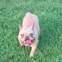 Simba - Liver male French Bulldog puppy in Humble, Texas from Mary_Lands_dog_kennels