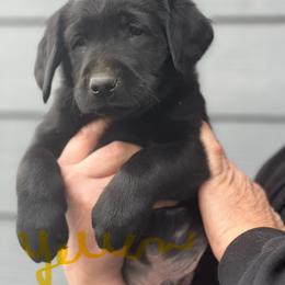 Labrador Retriever Puppies from jamies labradors