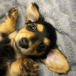 Charlie - Black and tan male Dachshund puppy in Marseilles, Illinois from Zacha’s Doxie House