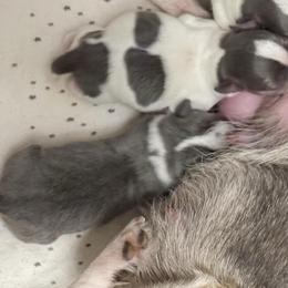 Silver Blue Male - Silver and white male Chihuahua puppy in Laurel, Mississippi from Home of Tiny Chihuahuas