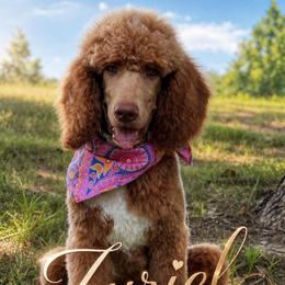 Poodle - Red  female Poodle puppy in La Grange, Georgia from Heartfelt GoldenDoodles