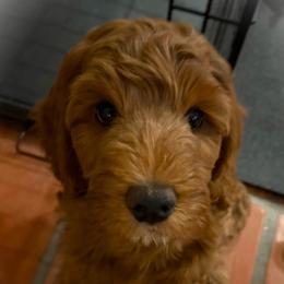 Alina - Apricot female Goldendoodle puppy in Scottsdale, Arizona from Cockadoodle Poo Puppies
