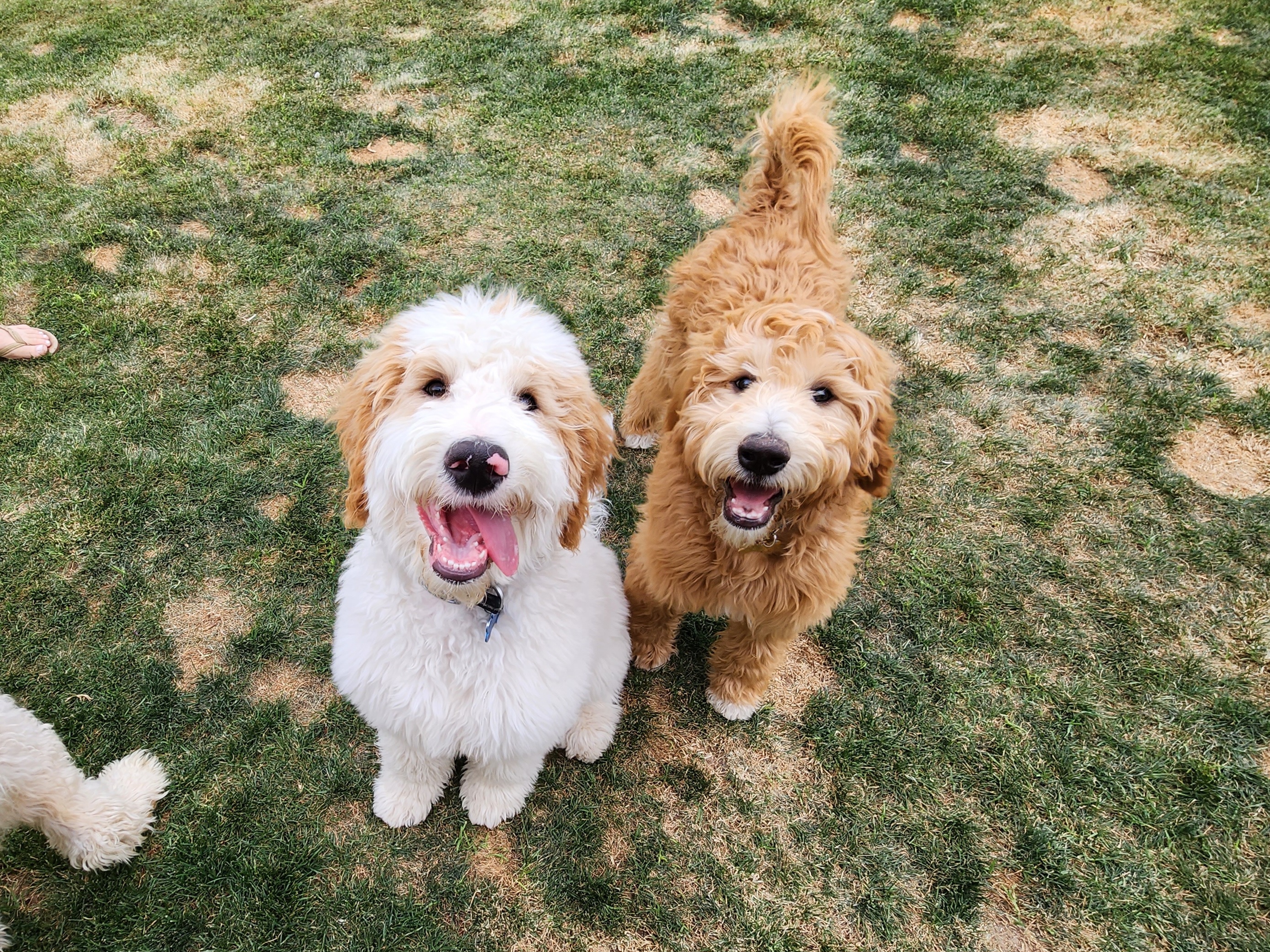 Goldendoodle All Grown Up from Evergreen Doodles