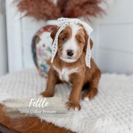 Fettle - Red  female Goldendoodle puppy in Roanoke Rapids, North Carolina from Sweeter than Honey Doodles