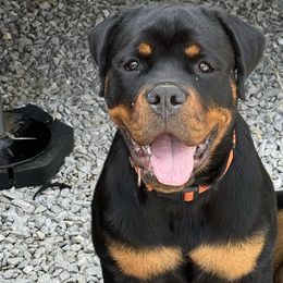 Rottweilers from Vom Haus Huff Rottweiler’s
