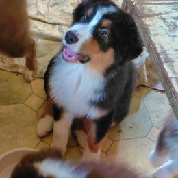 JACKSON - Black tri-color male Australian Shepherd puppy in Elk Creek, Missouri from Hearts on Fire Australian Shepherds