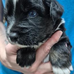 Ian - Black tri-color male Australian Shepherd puppy in Harrodsburg, Kentucky from Triple M Aussies