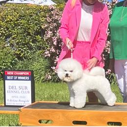 Elvis - Bichon Frise