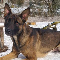 Belgian Malinois, Jack Russell Terriers, and Yorkshire Terriers from Working W Kennels