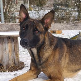 Belgian Malinois, Jack Russell Terriers, and Yorkshire Terriers from Working W Kennels