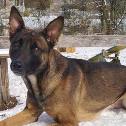 Belgian Malinois, Jack Russell Terriers, and Yorkshire Terriers from Working W Kennels