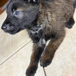 Grey - Mahogany male Belgian Malinois puppy in Saint Amant, Louisiana from Mercy Kennels