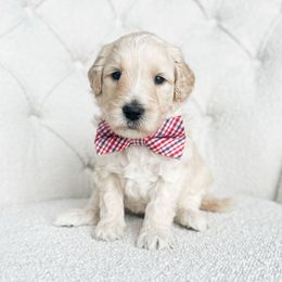 Hot Wheel - Apricot male Goldendoodle puppy in Sterling, Illinois from Charley's Goldendoodles