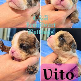 Vito - Fawn brindle and white male Bulldog puppy in Clarksville, Indiana from C&A IronHeart Bulldogs and Krymson Kandy Shihtzus