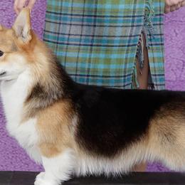 Parker - Pembroke Welsh Corgi