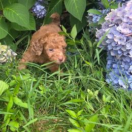 Han Solo - Brown merle male Aussiedoodle puppy in Cumberland, Rhode Island from W Doodle Crew