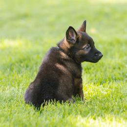 German Shepherd Puppies from Faoladh German Shepherds