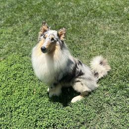Geralt - Collie