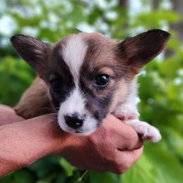 Fern - Sable female Pembroke Welsh Corgi puppy in Sidney, Ohio from Cozy Corgi Ranch