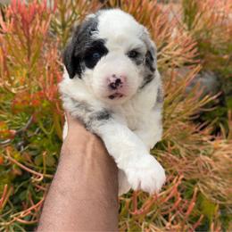 Princess 3500 - Merle female Sheepadoodle puppy in Los Angeles, California from Exquisite Doodles