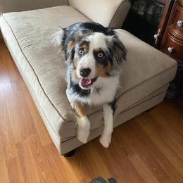 Australian Shepherd All Grown Up from Addie's Aussies