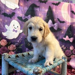 Girl 2 (Canon) (yellow collar) - Light golden female Golden Retriever puppy in Hubbard, Ohio from Whickering Pines Golden Retrievers