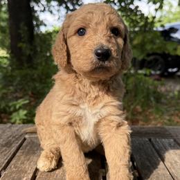 Lynyrd - Apricot male Goldendoodle puppy in Heath, Texas from Doodles Divine