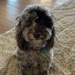 Brooklyn - Goldendoodle