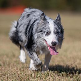 Australian Shepherds and Border Collies from Lightspeed Kennels
