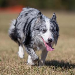 Australian Shepherds and Border Collies from Lightspeed Kennels