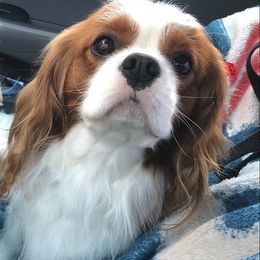 Cavalier King Charles Spaniels from Julie's Cavaliers