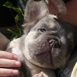 Dennis - Blue fawn male French Bulldog puppy in High Ridge, Missouri from St Louis Frenchies