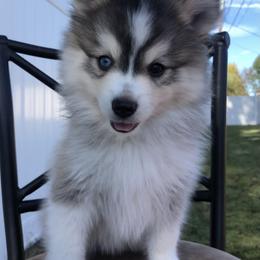 Pomsky Puppies from Paris Pomskies