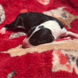 Menace - Tri-color male Border Collie puppy in Midland, Texas from High Velocity Stockdogs