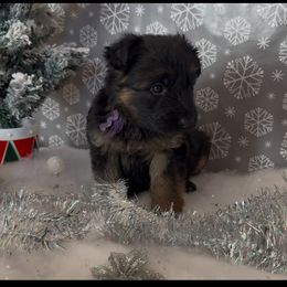 Purple collar girl - Black and red female German Shepherd puppy in Wyoming, Michigan from Big Jones Kennels