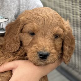 Boy 2 - male Goldendoodle puppy in Pasco, Washington from Elm Road Farms