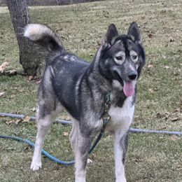 Cinder - Siberian Husky