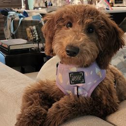 Goldendoodle All Grown Up from Goldendoodle AZ
