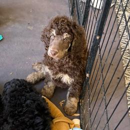 Brown boy 2-phantom markings - Brown male Poodle puppy in Wentworth, South Dakota from PaintersPreciousPoodles