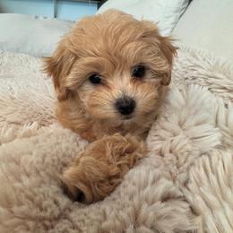 Maltese and Maltipoo Puppies from PrissyPawz